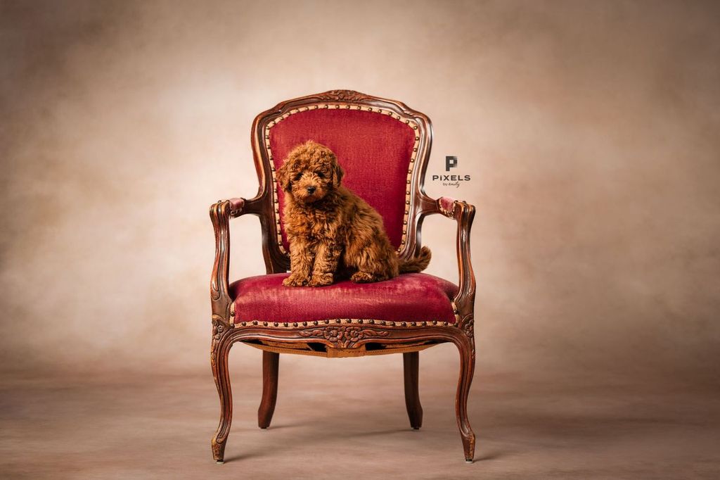 Sweeps Allure Creamy Cappuccino