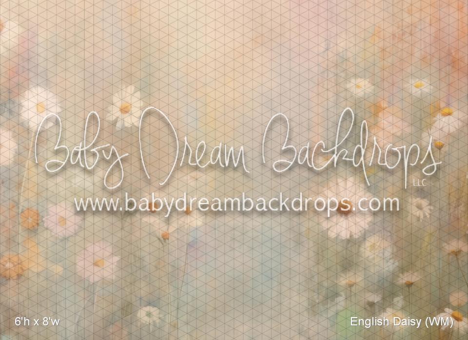 English Daisy (WM)