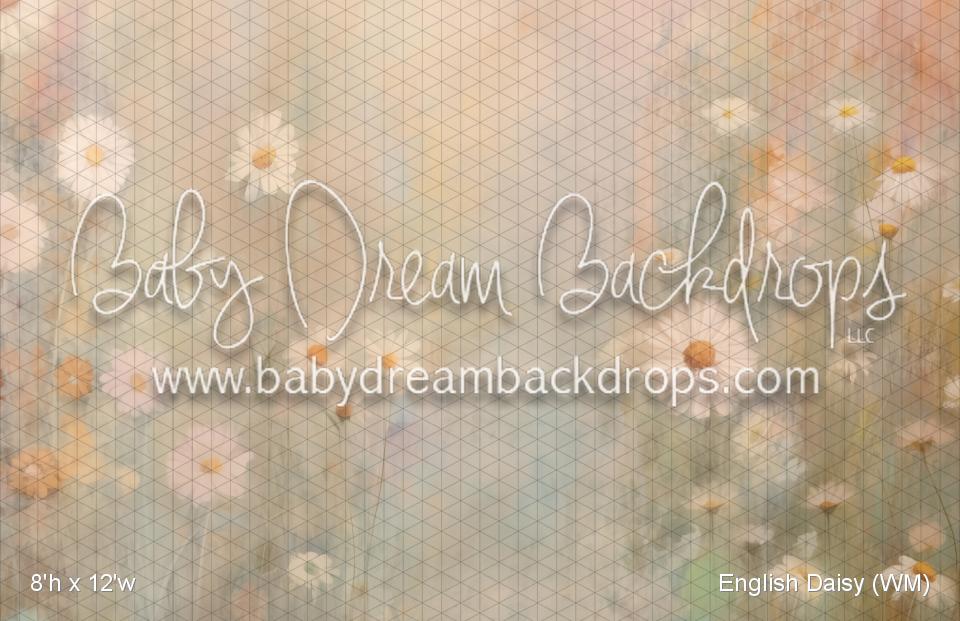 English Daisy (WM)