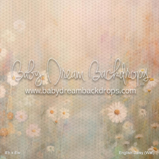 English Daisy (WM)