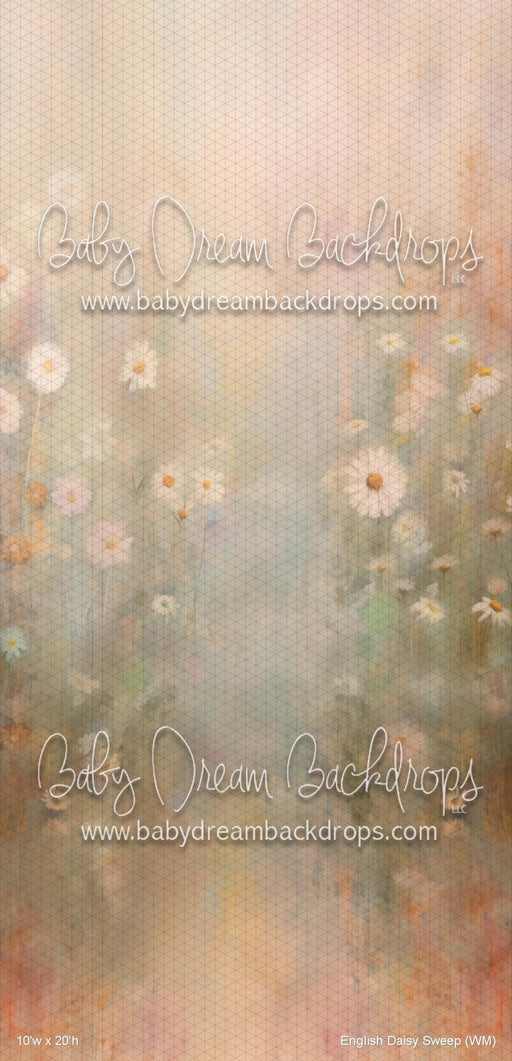 English Daisy Sweep (WM)