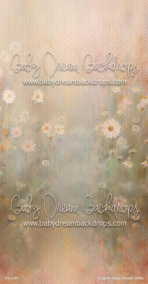 English Daisy Sweep (WM)