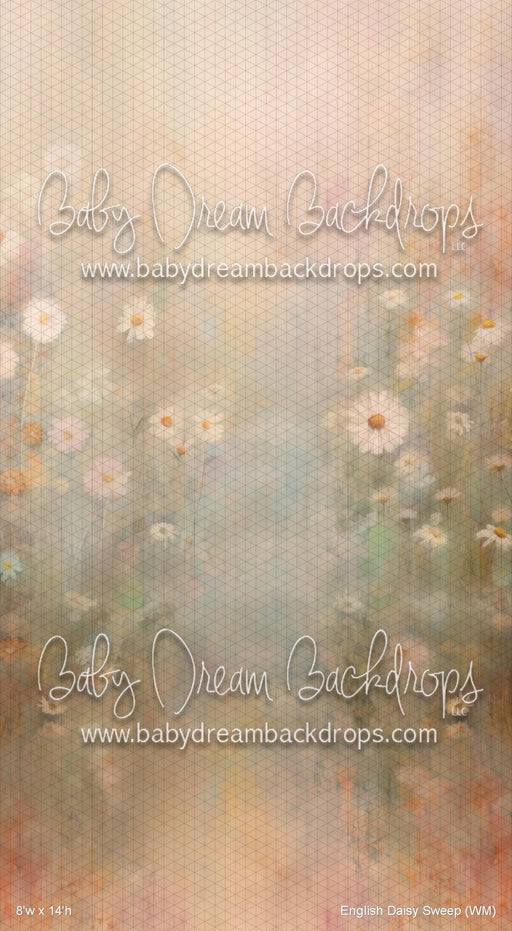 English Daisy Sweep (WM)