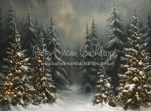 Evening Winter Pines (JA)