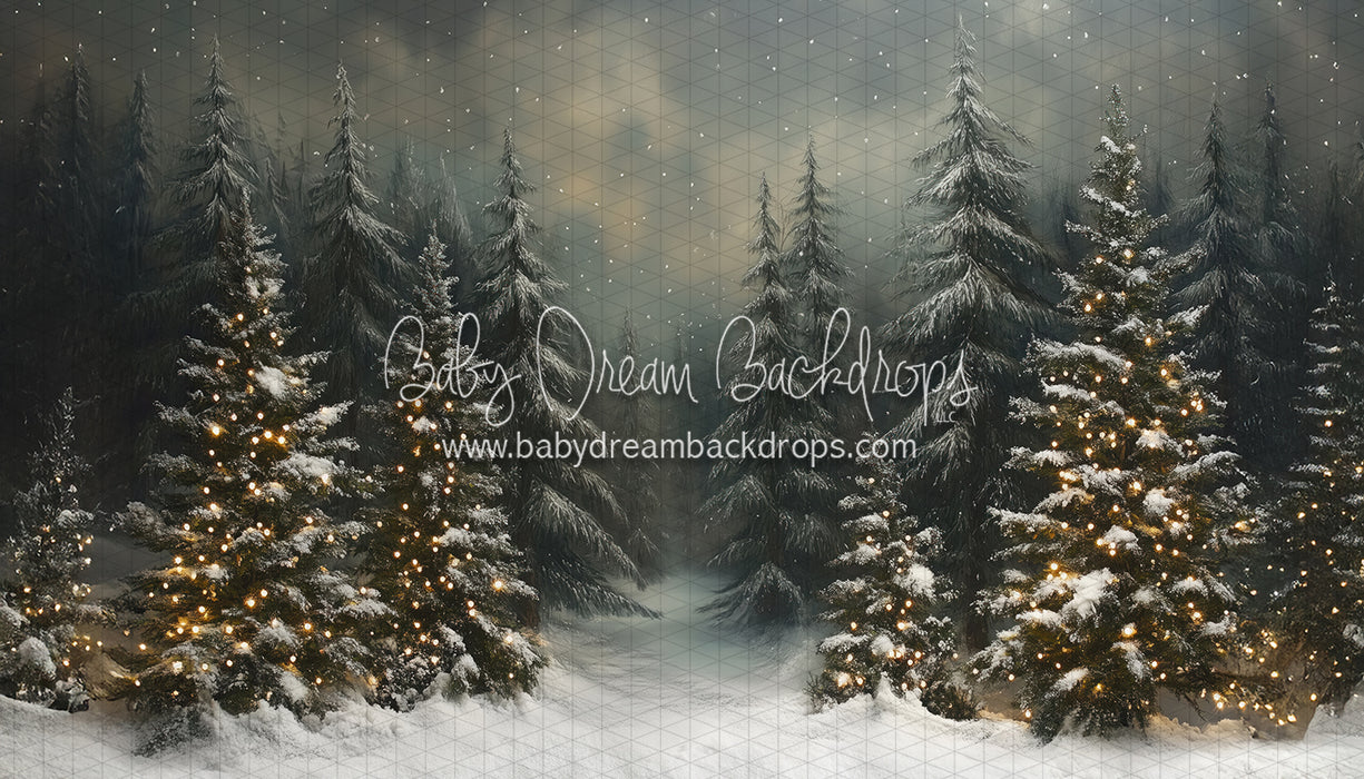 Evening Winter Pines (JA)