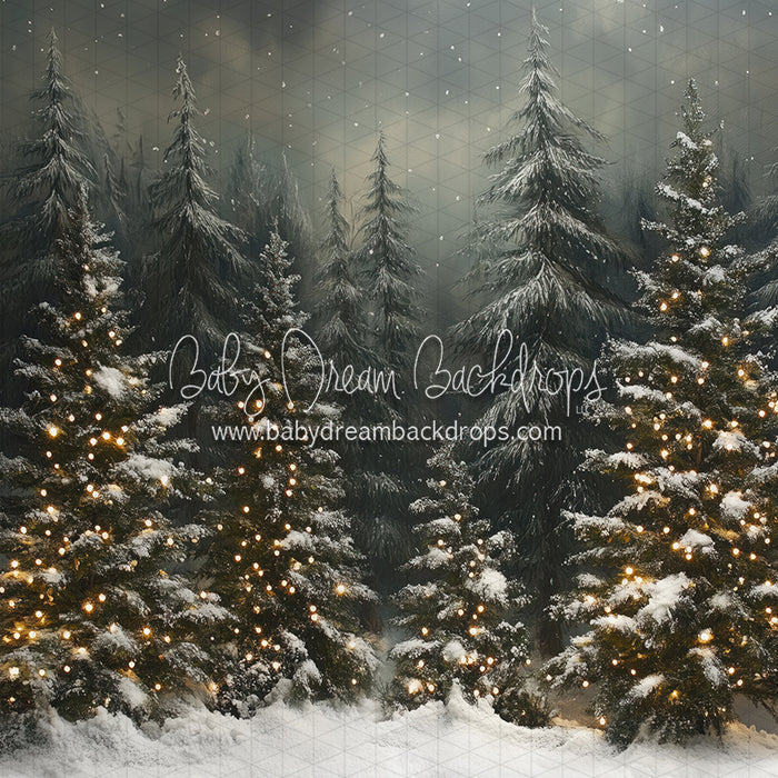 Evening Winter Pines (JA)