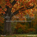 Fall Family Tree (CC)