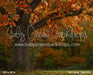 Fall Family Tree (CC)