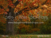 Fall Family Tree (CC)