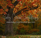 Fall Family Tree (CC)