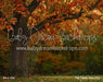 Fall Family Tree (CC)