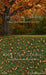 Fall Family Tree Sweeps (CC)
