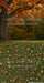 Fall Family Tree Sweeps (CC)