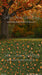 Fall Family Tree Sweeps (CC)