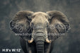 Fine Art Elephant II (WM)