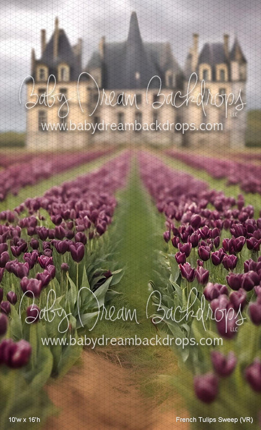 French Tulips Sweep (VR)