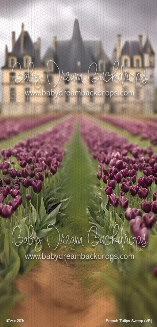 French Tulips Sweep (VR)