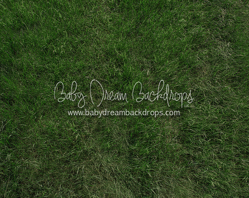 Fresh Summertime Grass (CC)