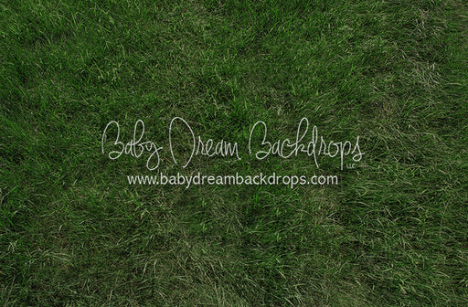 Fresh Summertime Grass (CC)