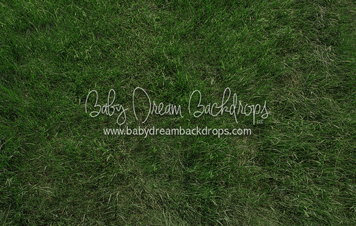 Fresh Summertime Grass (CC)