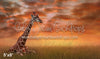 Giraffe on the Savannah (WM)