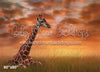 Giraffe on the Savannah (WM)