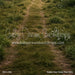 Golden Hour Forest Fabric Floor (GO)