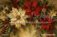 Golden Poinsettia (MI)