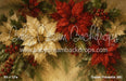 Golden Poinsettia (MI)