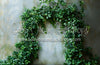 Greenery Arch (MD)