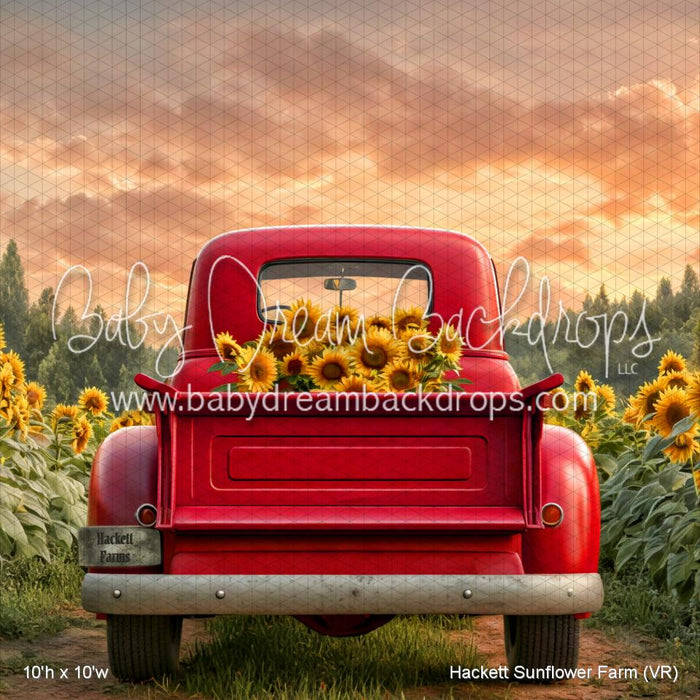 Hackett Sunflower Farm (VR)