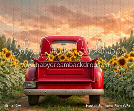 Hackett Sunflower Farm (VR)