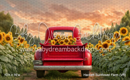 Hackett Sunflower Farm (VR)