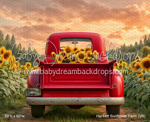 Hackett Sunflower Farm (VR)