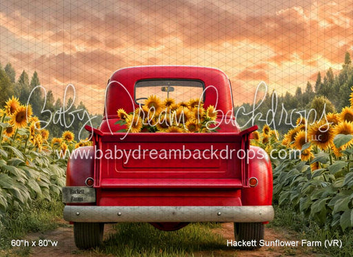 Hackett Sunflower Farm (VR)