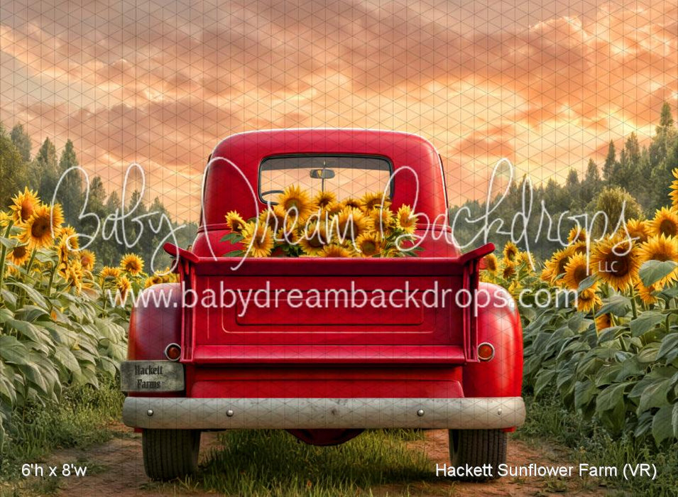 Hackett Sunflower Farm (VR)