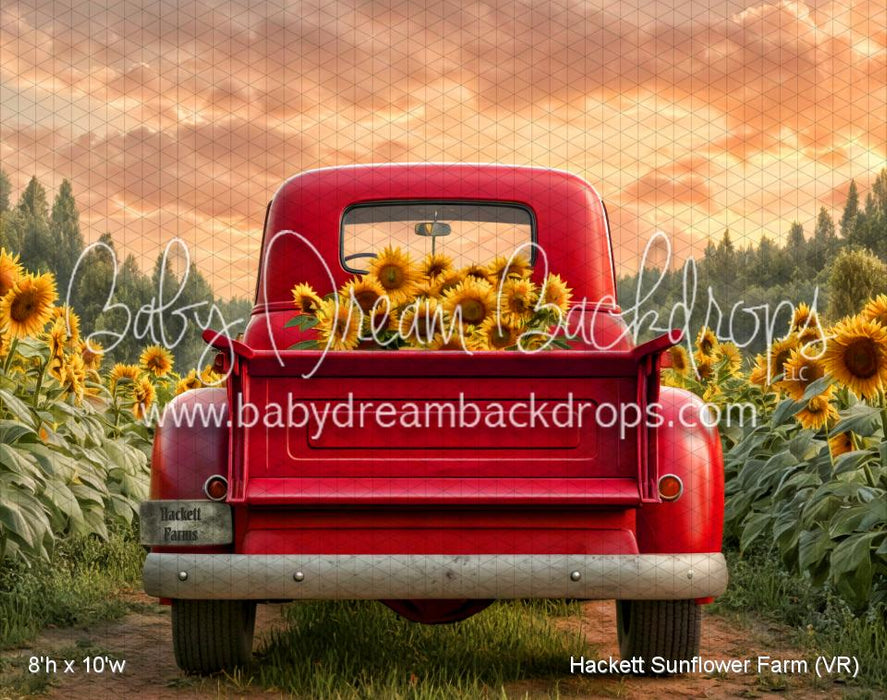 Hackett Sunflower Farm (VR)