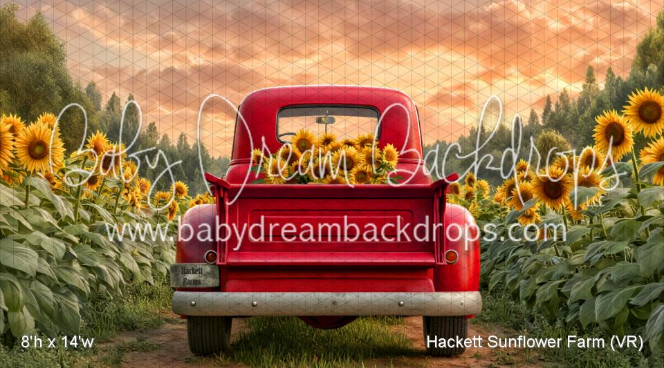 Hackett Sunflower Farm (VR)