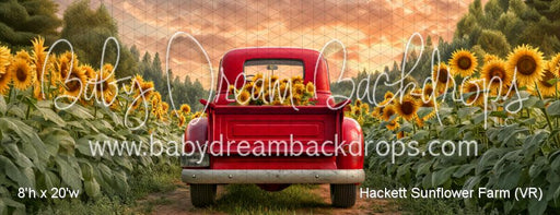 Hackett Sunflower Farm (VR)