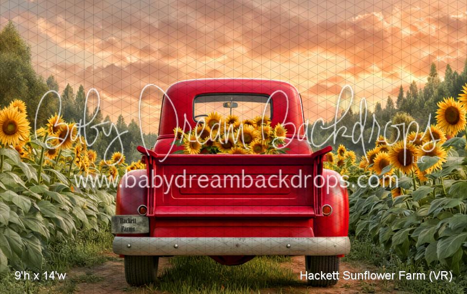 Hackett Sunflower Farm (VR)