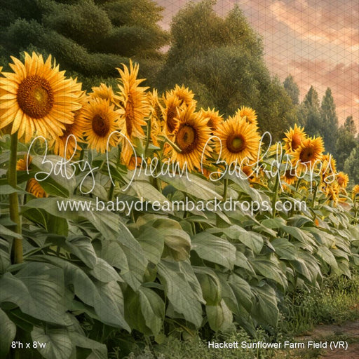 Hackett Sunflower Farm Field (VR)