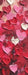 Hearts in Impasto 2 Skinny (WM)