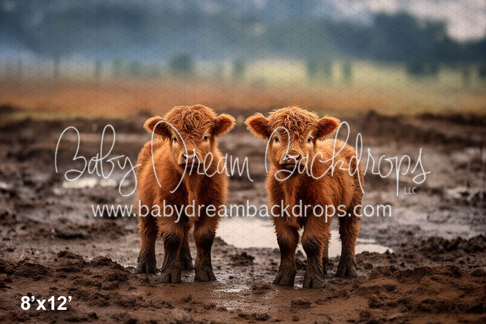 Highland Cow's in the Mud (AZ)