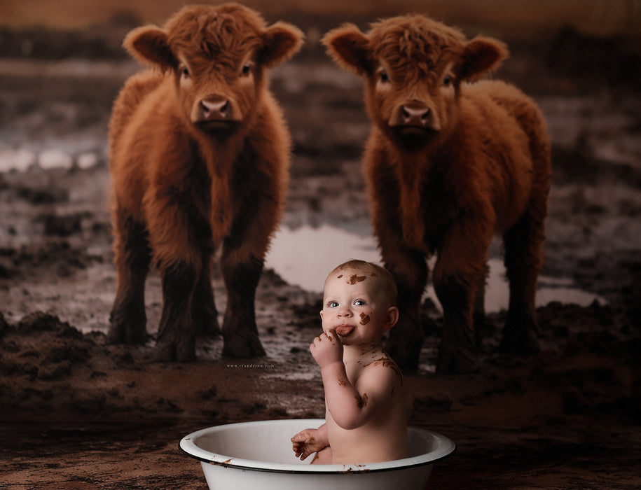 Highland Cow's in the Mud (AZ)