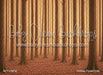 Holiday Forest (CM)