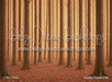 Holiday Forest (CM)