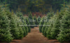 Holly Jolly Tree Farm (JA)