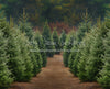 Holly Jolly Tree Farm (JA)