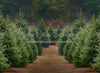 Holly Jolly Tree Farm (JA)