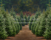 Holly Jolly Tree Farm (JA)